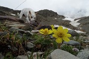 Il grandioso scenario di Cima Fontana (3068 m) in Valmalenco il 29 luglio 2016 - FOTOGALLERY